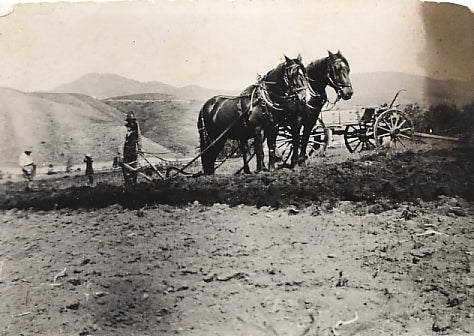 A team of horses pulling a plow, breaking ground in Jackson Hole